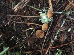 Conocybe semiglobata