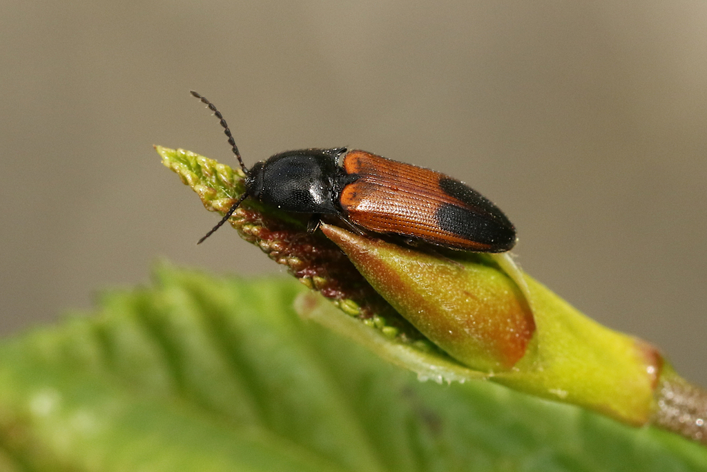 Castle Click Beetle