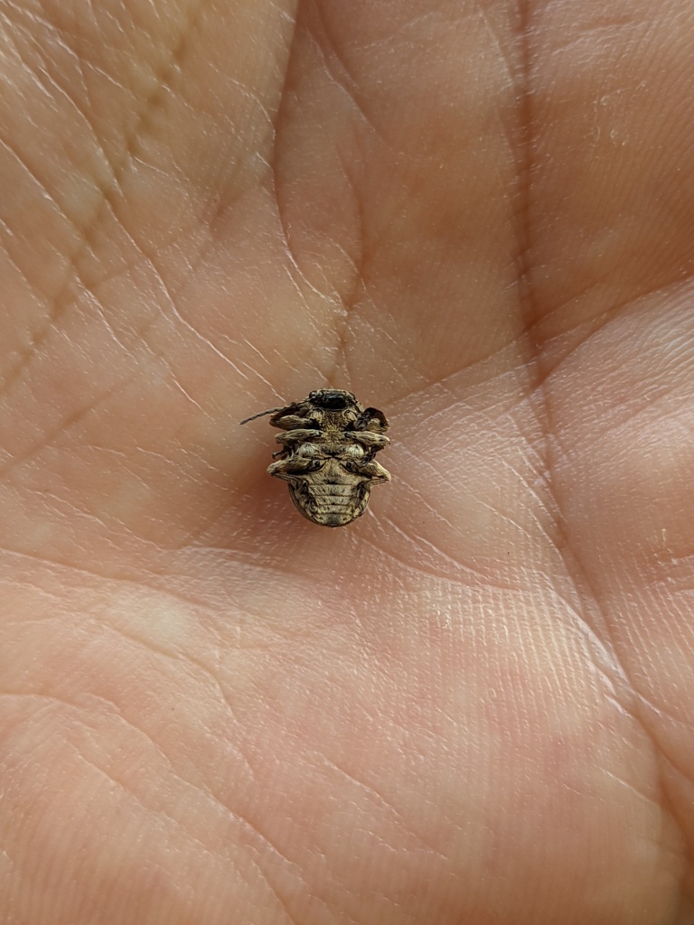 Didalsus