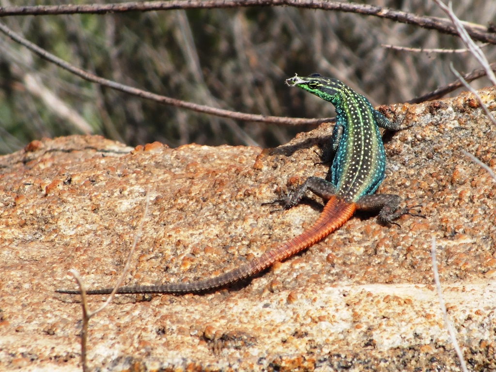 Sekhukune Flat Lizard