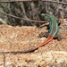 Sekukhune Flat Lizard - Photo (c) Jan Meerman, some rights reserved (CC BY-NC), uploaded by Jan Meerman