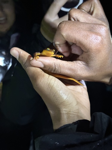 iNaturalist observation photo of California Newt