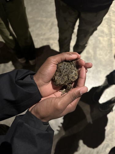 iNaturalist observation photo of Western Toad