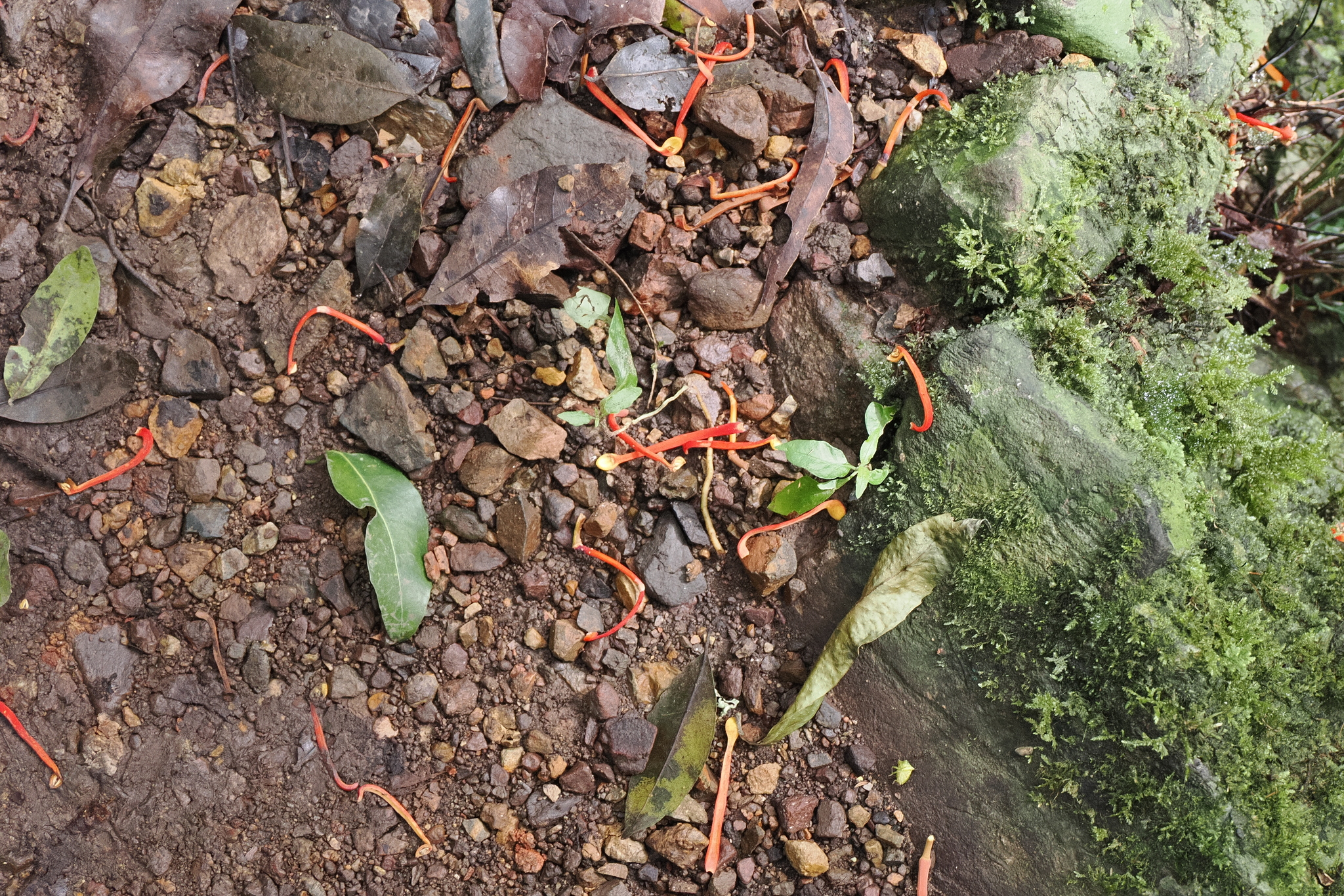 Imagem de Tulipeira-do-gabão
