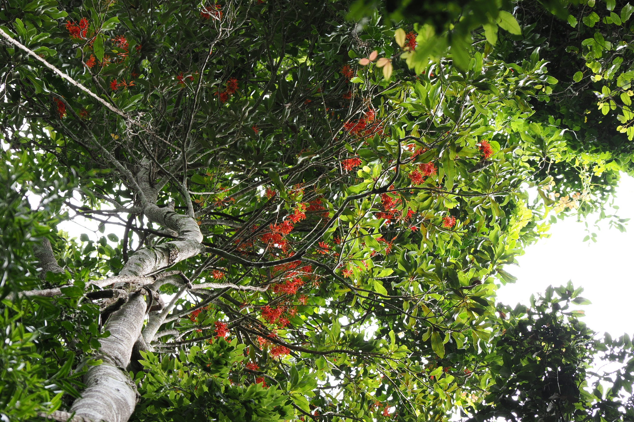 Imagem de Tulipeira-do-gabão