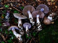 Cortinarius taylorianus