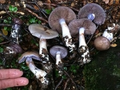 Cortinarius taylorianus