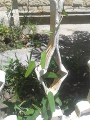 Cocculus diversifolius