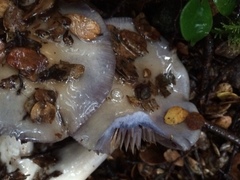 Cortinarius taylorianus
