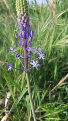 Scilla hyacinthoides