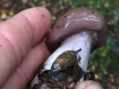 Cortinarius taylorianus