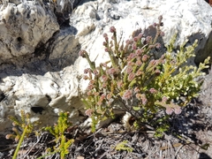 Erica globiceps consors