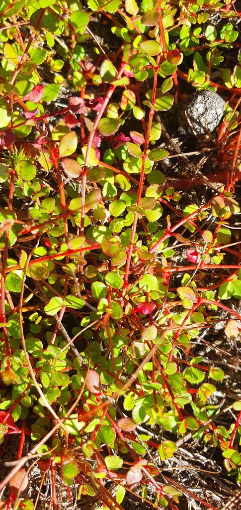 creeping raspwort from Tasman District, Tasman, New Zealand on February ...