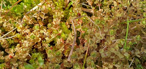 Hypericum rubicundulum (Hypericum rubicundulum)