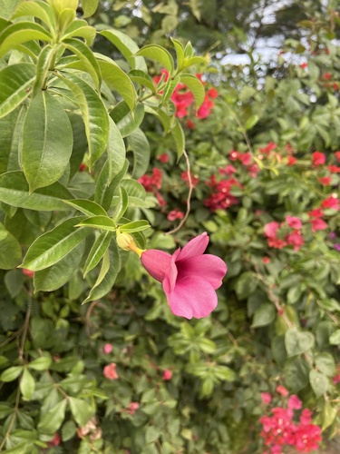 Foto de Alamanda-roxa