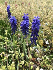 Muscari botryoides