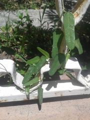 Cocculus diversifolius