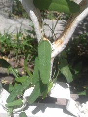 Cocculus diversifolius