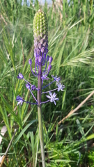 Scilla hyacinthoides