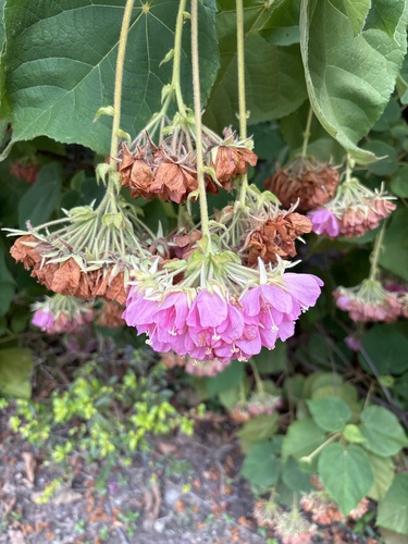 Foto de Dombéia