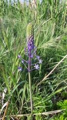 Scilla hyacinthoides