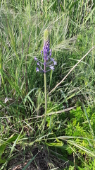 Scilla hyacinthoides
