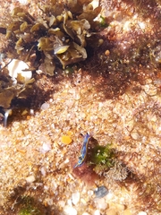 Felimare fontandraui