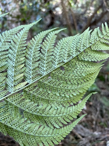 Dryopteris sandwicensis
