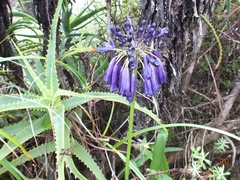 Agapanthus inapertus