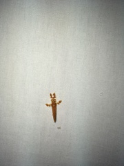 Dalceridae