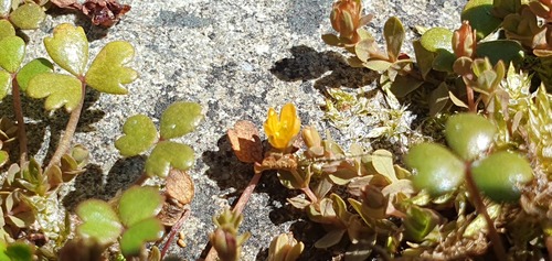 Hypericum rubicundulum (Hypericum rubicundulum)