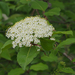 Blackhaw - Photo no rights reserved, uploaded by mefisher