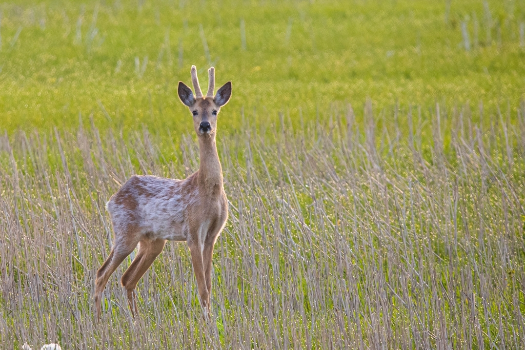 Eastern Roe Deer from Ulyanovsk, Ulyanovsk Oblast, Russia, 433318 on ...