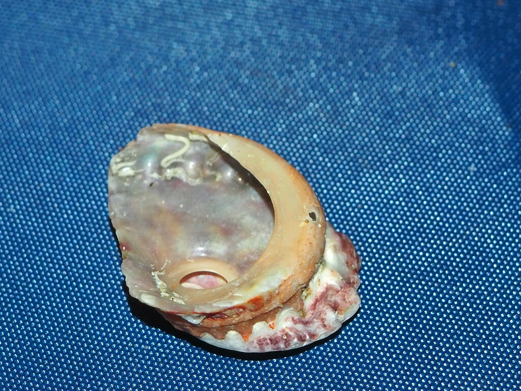 Brazier's ear shell from Valla Beach NSW 2448, Australia on February 18 ...