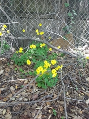 Oxalis pes-caprae
