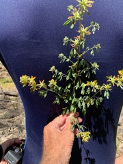 Acmispon dendroideus dendroideus