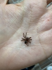 Araneae