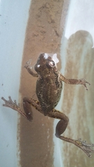 Scinax x-signatus