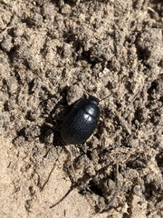 Eusattus reticulatus