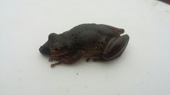 Scinax x-signatus