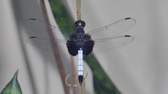 Erythrodiplax unimaculata