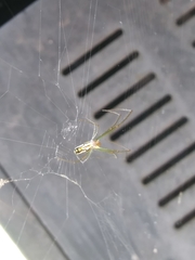 Leucauge argyra