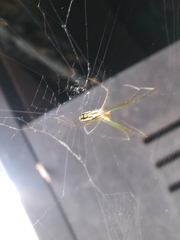 Leucauge argyra