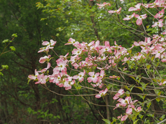 Cornus florida rubra