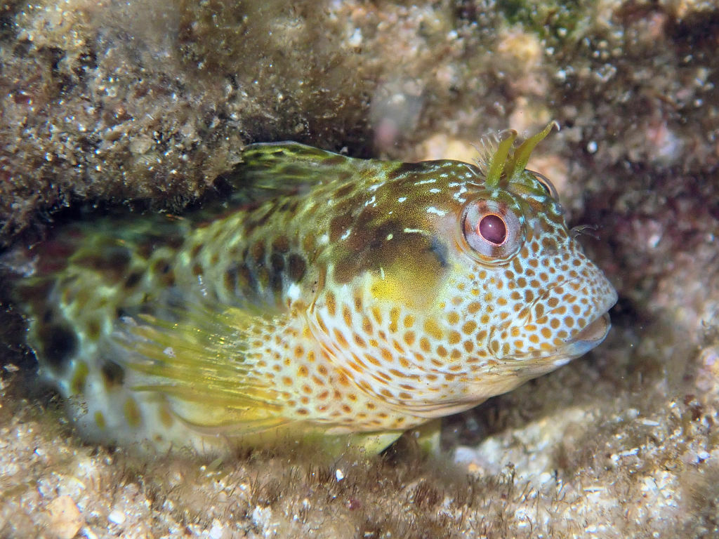 False Tasmanian Blenny