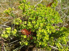 Euphorbia portlandica