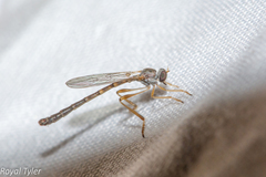 Leptogaster