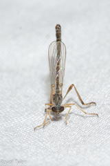 Leptogaster