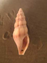 Mangelia attenuata