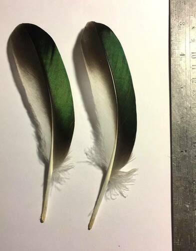 Plume de Tadorne d'Australie